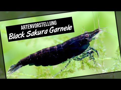 Black Sakura Garnele - Neocaridina davidi - Artenvorstellung Garnelio