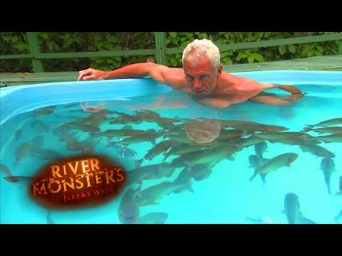 Swimming With Red Belly Piranhas In A Pool | PIRANHA | River Monsters