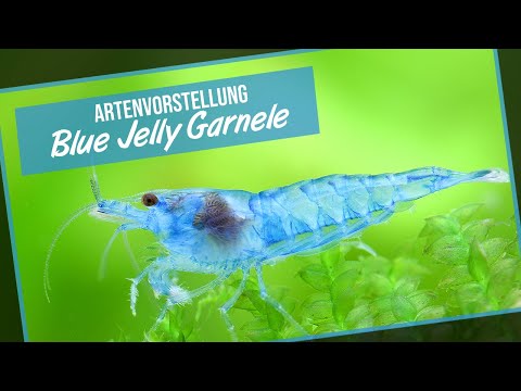 Blue Jelly Garnele - Neocaridina davidi - Artenvorstellung