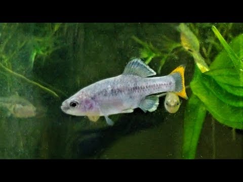 Goodeid Colony Update: Zoogoneticus tequila &quot;Rio Teuchitlan&quot; - Rare Livebearering Fish!!!