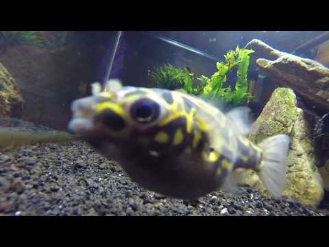 Tetraodon Biocellatus Crunching Up Pond Snails