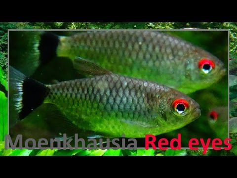 Moenkhausia sanctaefilomenae (Steindachner 1907) -HD- Tétra yeux rouges - Aqua Porte Dorée - 12/2014