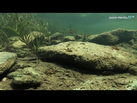 BIOTOP - Hyphessobrycon eques, Paraguay