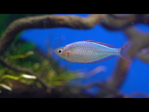 Diamant-Regenbogenfisch - Melanotaenia praecox