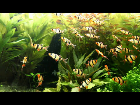 Tetrazona fishs / Tiger Barbs / Barbus de Sumatra - Juwel RIO 300