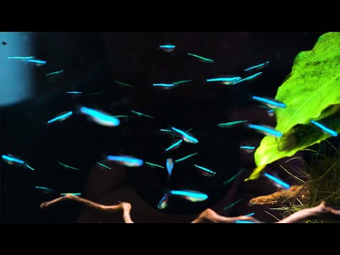 Blauer Neon - Paracheirodon simulans