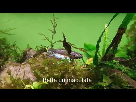 Betta unimaculata - Shrimp-Visions