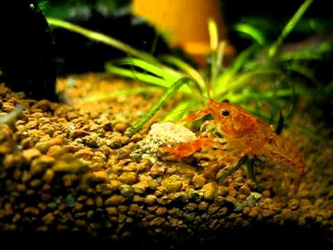 Mein Oranger Zwergkrebs frisst Futtertablette _ Cambarellus patzcuarensis _ dwarf crayfish
