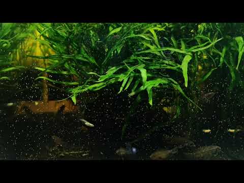 Oryzias Latipes (Platinum Rice Fish)