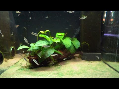 Blauer Tapajós-Salmler - Hyphessobrycon melanostichos