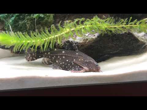 The Elusive Spotted Dora Catfish (Agamyxis Pectinifrons)