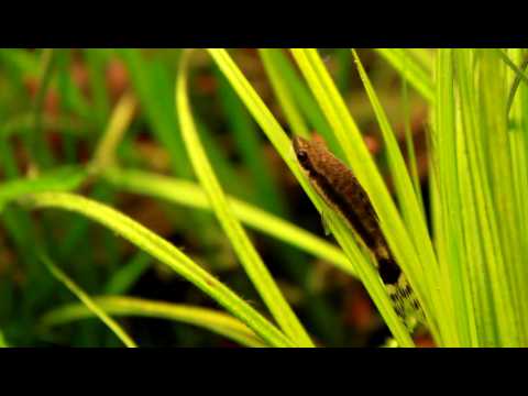 [HD 1080p] Otcinclus / Ohrgitter-Harnischwels (Otocinclus macrospilus)