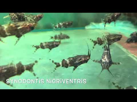 Synodontis nigriventris