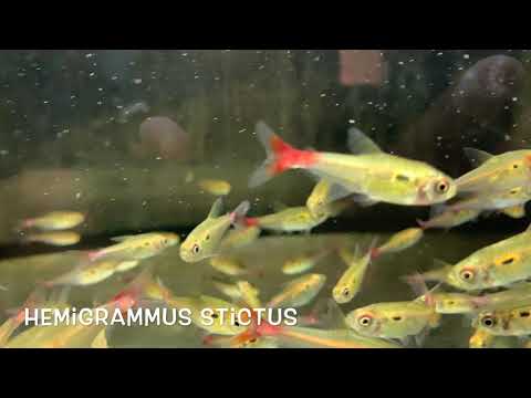 Hemigrammus stictus