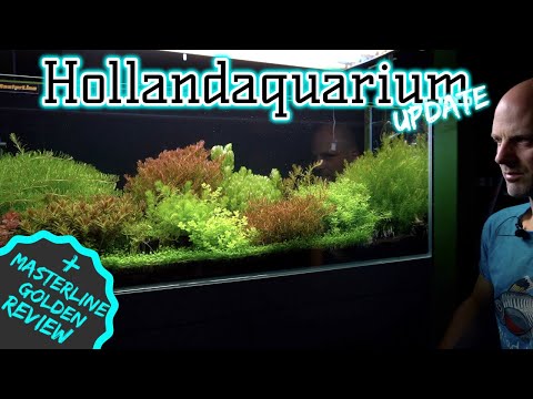 Anspruchsvolle Wasserpflanzen düngen | Masterline Golden Review | Holländisches Pflanzenaquarium