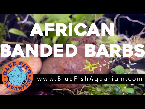 African Banded Barb Species Profile (Barbus fasciolatus)