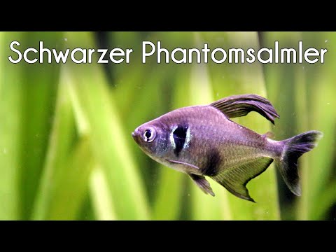 Der Schwarze Phantomsalmler (Hyphessobrycon megalopterus) (#111)