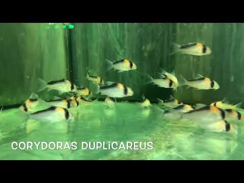 Corydoras duplicareus filmed in the tank