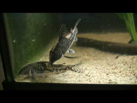 Scleromystax barbatus The bearded cory