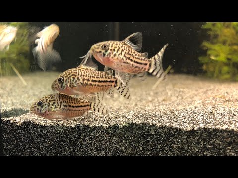 Corydoras Trilineatus