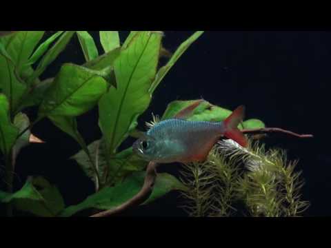 Rotblauer Kolumbianer Hyphessobrycon columbianus
