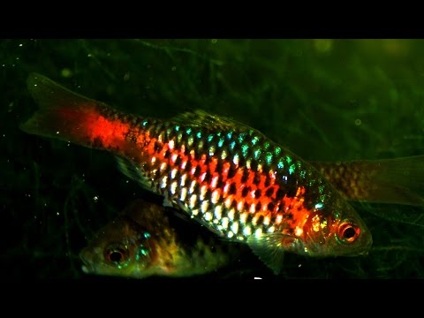 Odessa Barb (Pethia padamya) - Breeding in my hands ᴴᴰ