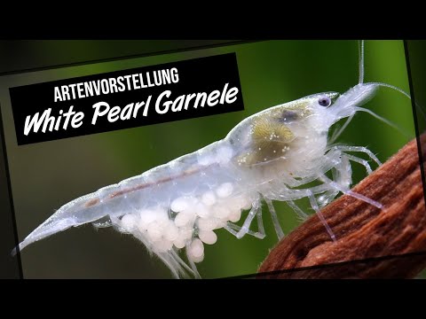 Die White Pearl Garnele - Artenvorstellung