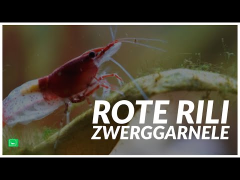 ROTE RILI ZWERGGARNELE | Red Rili Garnele | GarnelenTv