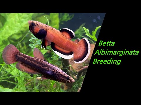 Betta albimarginata Breeding