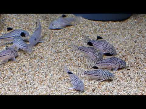 Corydoras Julii