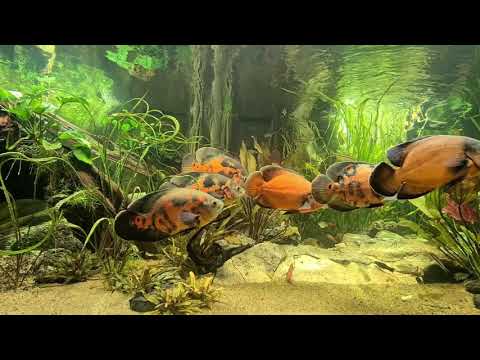 Astronotus ocellatus XXL Aquarium mit Beifische