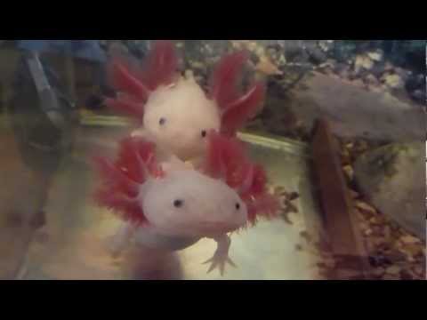 Axolotl (Ambystoma Mexicanum) [HD]
