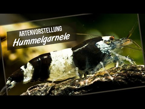 Die Hummelgarnele - Artenvorstellung