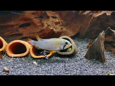 Apistogramma Panduro Breeding