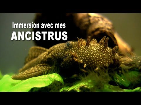 Ancistrus cirrhosus , immersion avec mes ancistrus - aqua détente ✔