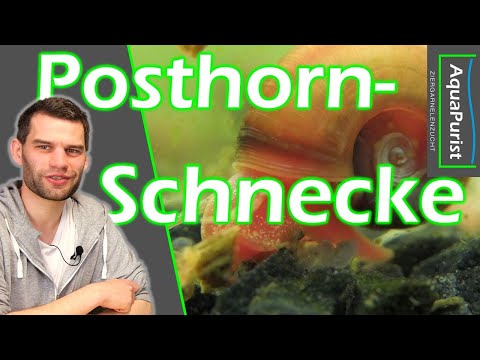 Posthornschnecken: Viele Farben und angenehme Größe - Hausmeister im Aquarium