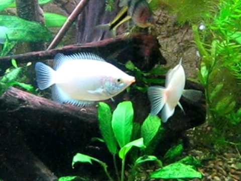 Kissing Gouramis - Helostoma temminckii