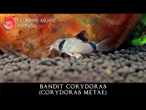 Corydoras metae. The EXCEPTIONAL Bandit Cory! (Leopard Aquatic A004A)