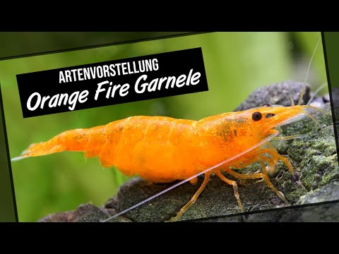 Orange Fire Garnele - Artenvorstellung