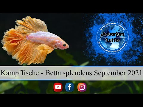 Kampffische Betta splendens September 2021