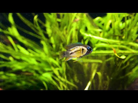 Borellis Zwergbuntbarsch &#039;Opal&#039; - Apistogramma borelli