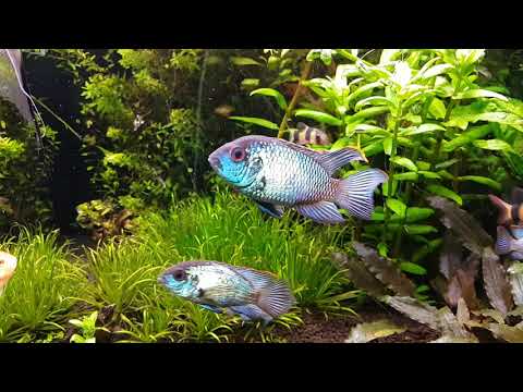 Electric Blue Acara (Andinoacara pulcher)