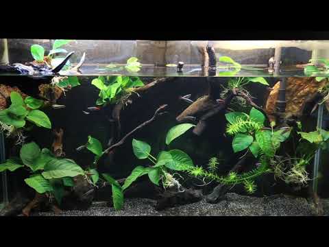 Un groupe de Tanichthys Albonubes dans un aquarium de 175 litres - White Cloud Mountain minnow