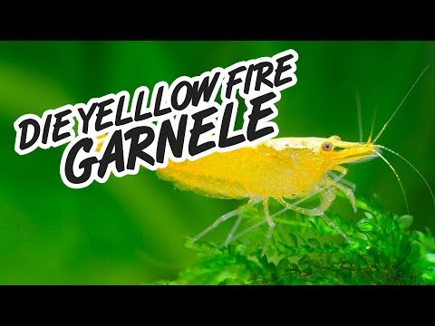 Alles über die Yellow Fire GARNELE 🦐