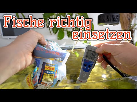 Fische richtig transportieren, angleichen und einsetzten | Fische angleichen