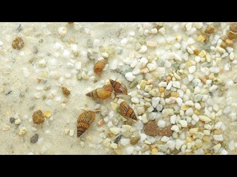 Turmdeckelschnecken / Trumpet Snails