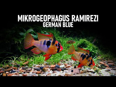 MIKROGEOPHAGUS RAMIREZI GERMAN Blue