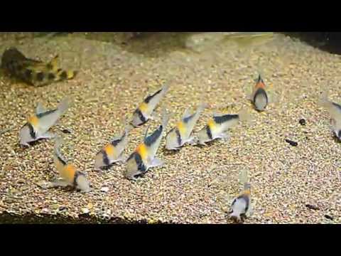 Corydoras adolfoi