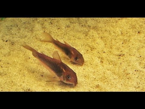 Metallpanzerwelse - Zucht und Pflege von Corydoras aeneus