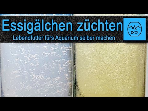 Essigälchen züchten und verfüttern – Lebendfutter selber machen – Fischfutter – einfach – billig